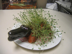 Chia pet from sprouted chia seeds