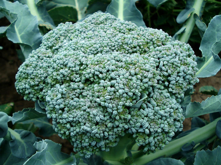 Superfood Broccoli